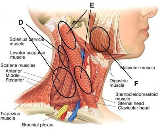 anatomia del collo