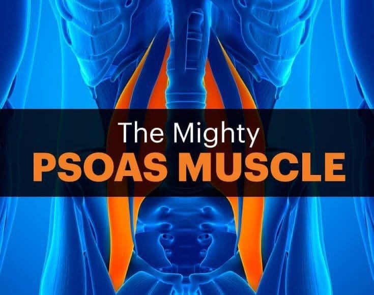 blog graphic of psoas muscle