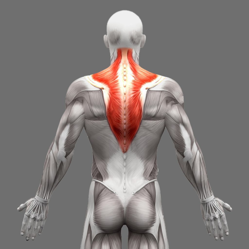 stock photo trapezius anatomy muscles isolated on white d illustration