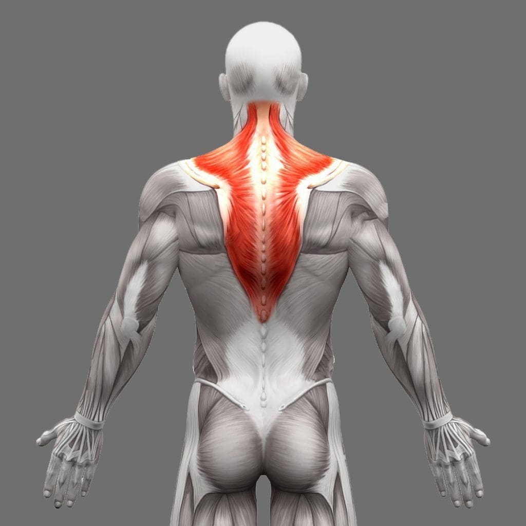 fotografija anatomske mišice trapeza, izolirane na beli d ilustraciji