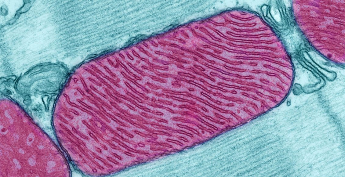 imagen microscópica de las mitocondrias