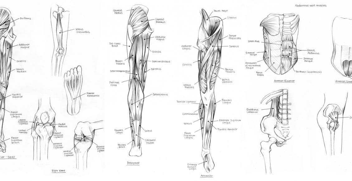 un diagramma dei muscoli nei muscoli del corpo dello schema del corpo senza etichette