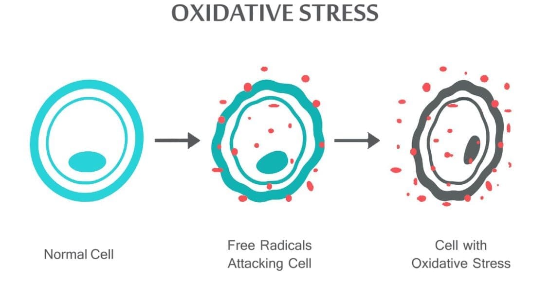 Le stress oxydatif