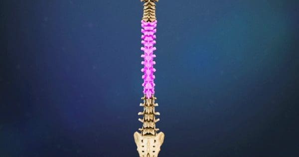Thoracic Spine Pink