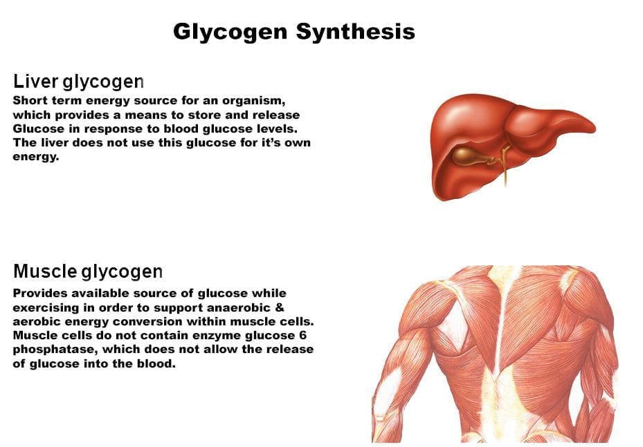 Understanding Glycogen: The Body's Fuel Source