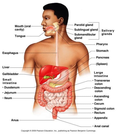 Verdauungssystem-Anatomie-Diagramm-e1514925079624.jpg