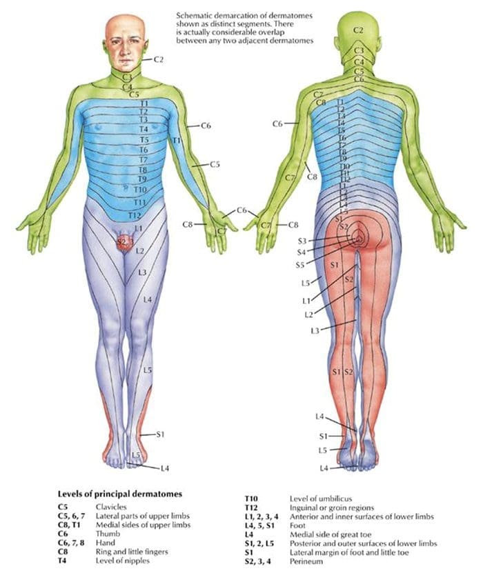 Pomen hrbteničnih živčnih korenin pri simptomih ukleščenega živca