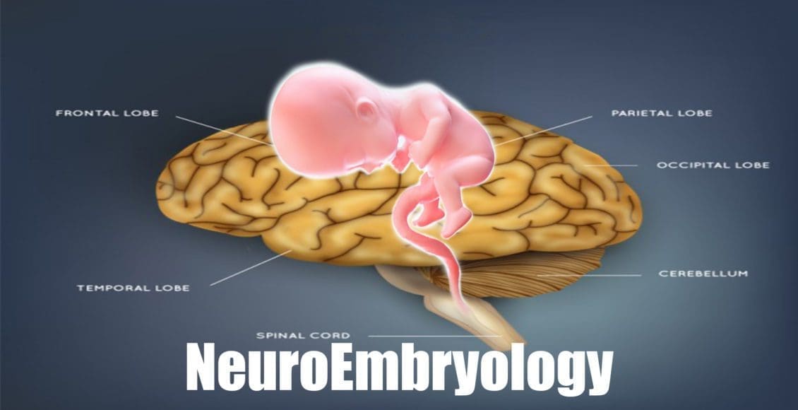 neuroembryology el paso tx.
