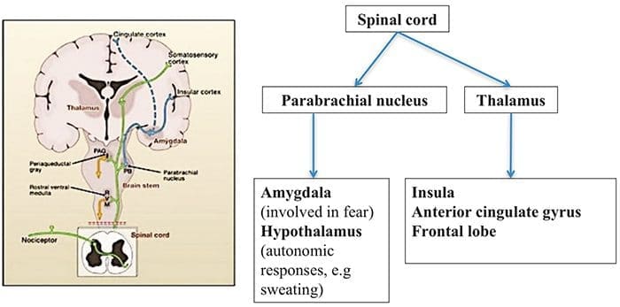 neurofisiología el paso tx.