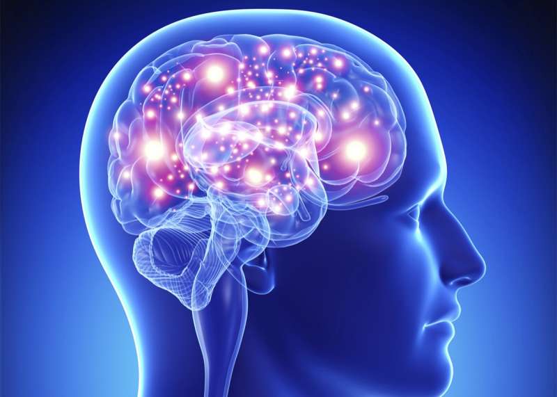 Smegenų vaizdas, kuris parodė, kad Nrf2 veikia neurodegeneracines ligas.