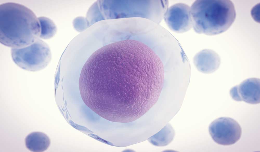 Image of a cell demonstrating the benefits of Nrf2.