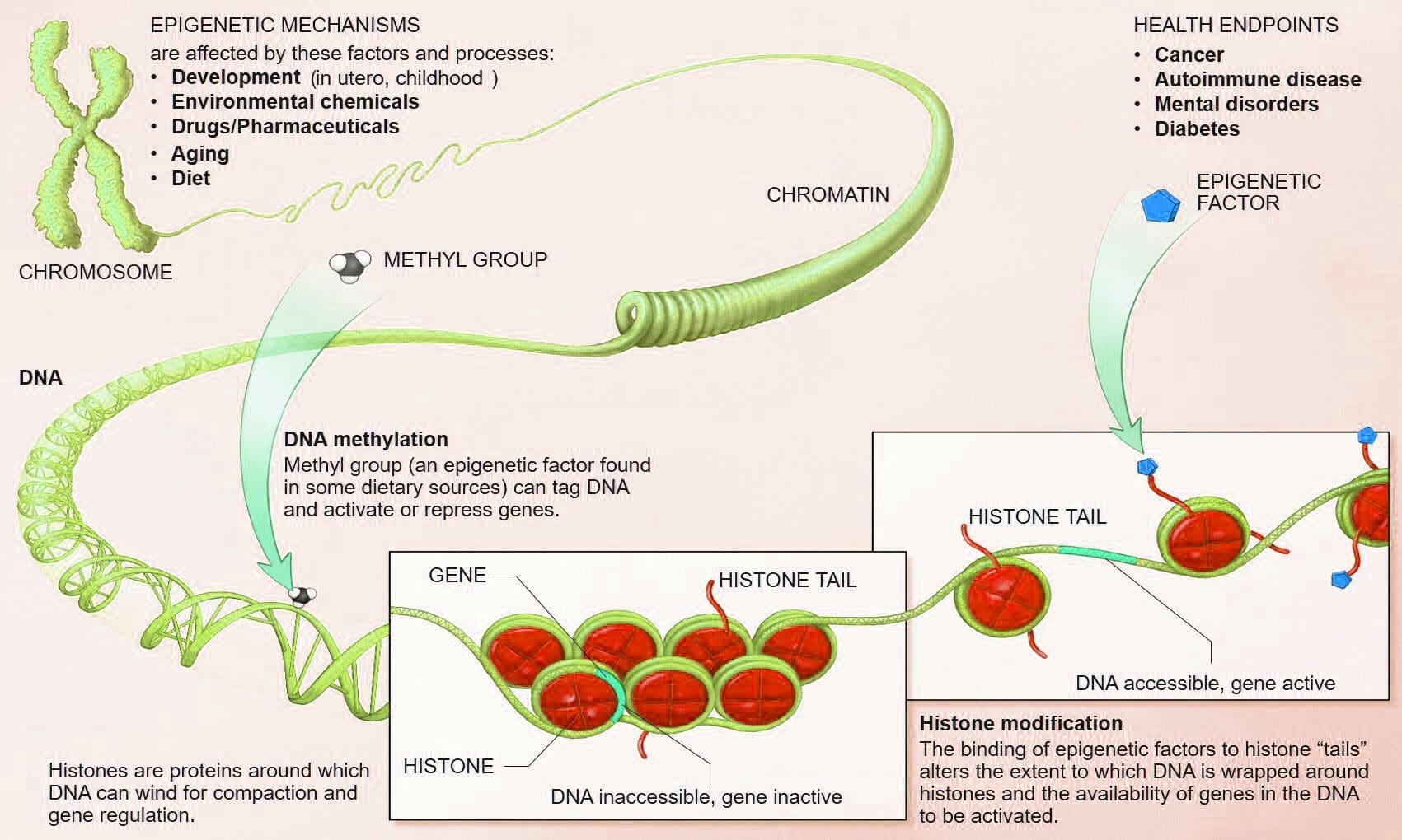  nutritional epigenetics el paso tx.