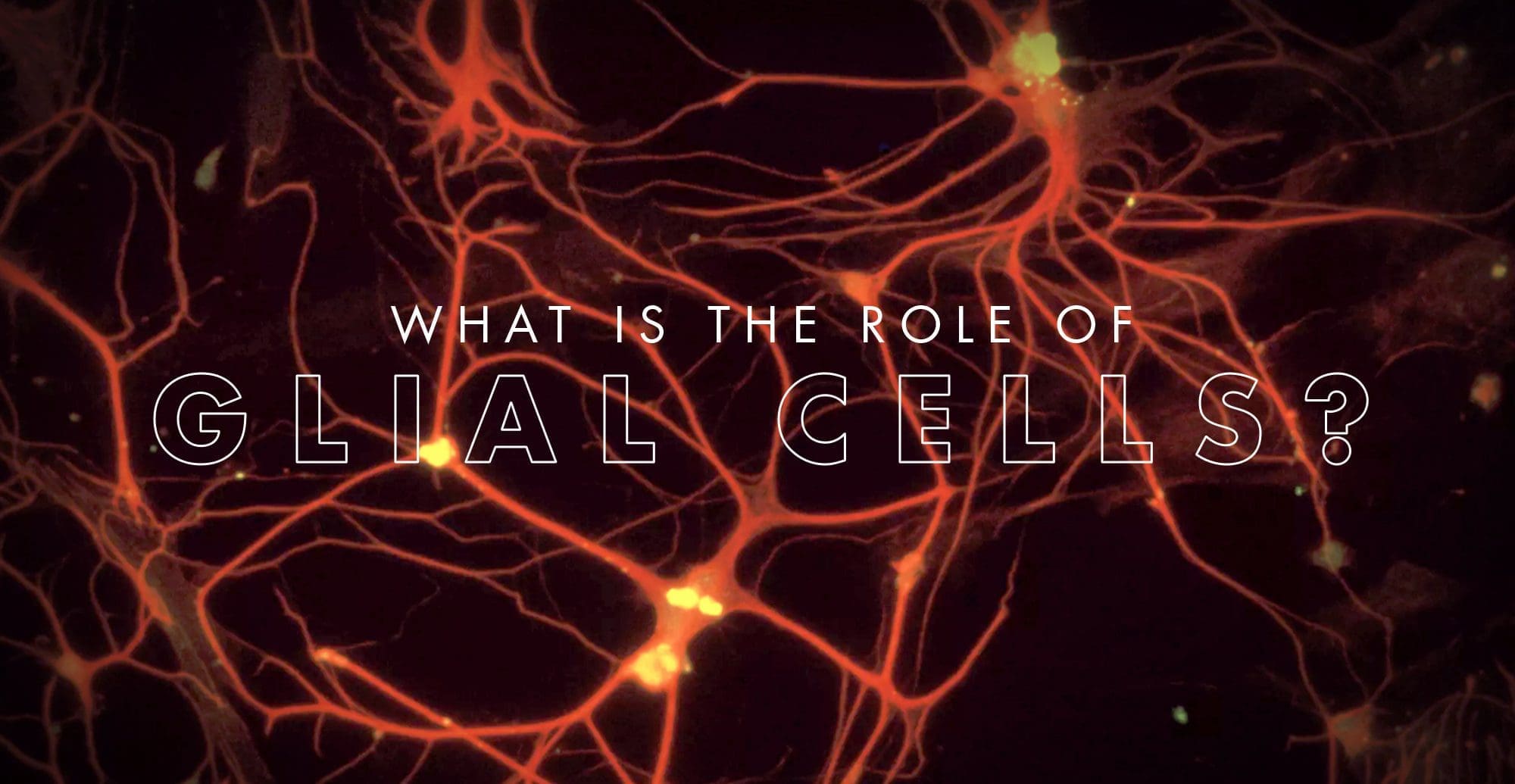 ¿Cuál es el papel de las células gliales? El | El Paso, TX Quiropráctico