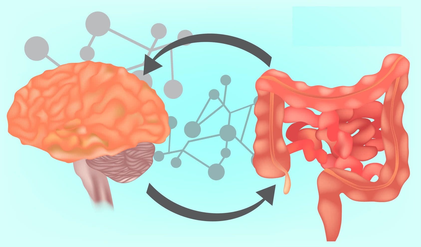 Functional Neurology: What is the Gut-Brain Axis? | El Paso, TX Chiropractor