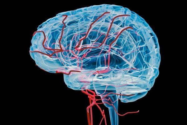 Functional Neurology: 8 Steps to Improve a Leaky Blood-Brain Barrier | El Paso, TX Chiropractor
