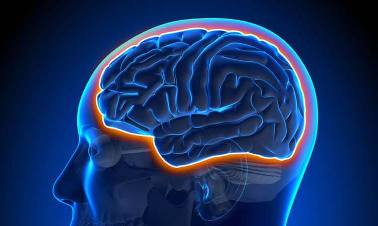 Functional Neurology: The Blood-Brain Barrier and Brain Health | El Paso, TX Chiropractor