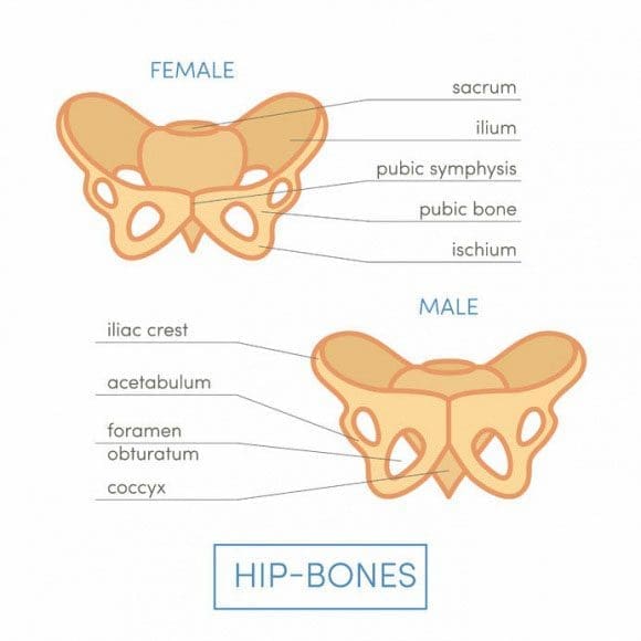 11860 Vista Del Sol, Ste. 128 The Purpose of a Bone Graft in Spinal Fusion Surgery