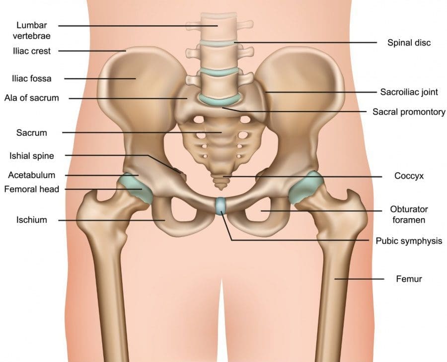 Lumbosacral Joint (L5-S1): Anatomy and Common Issues