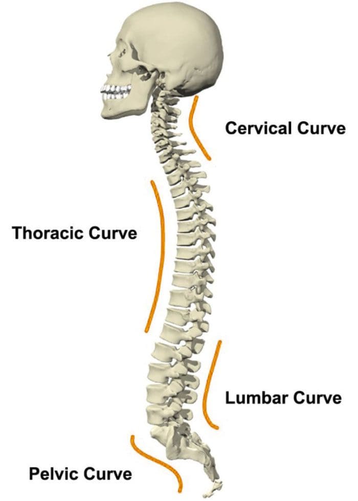 11860 Vista Del Sol, Ste. 128 The Body's Proper Spinal Alignment Achieved Through Chiropractic Repair