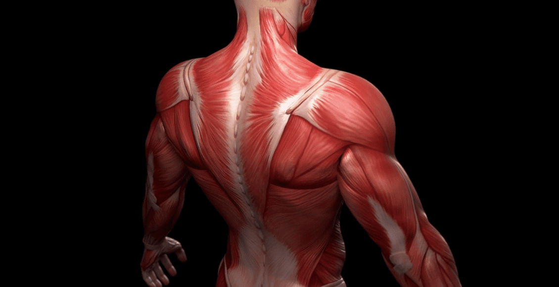 musculoskeletal system and gut health | El Paso TX
