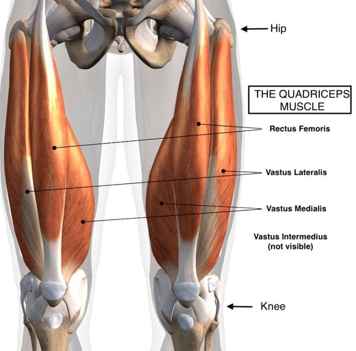 Quadriceps Tightness: How it Affects the Pelvis and Posture