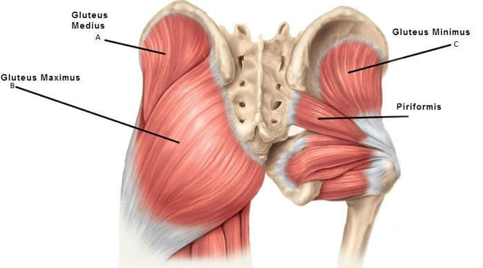 Tight, Sore, Painful Gluteal Muscles and Chiropractic Release