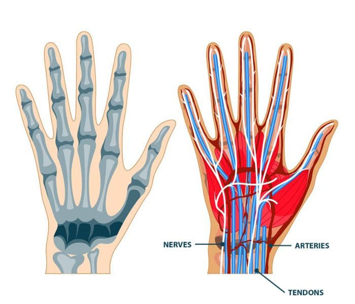 The Hands: Injuries, Symptoms, Causes, Medical Care