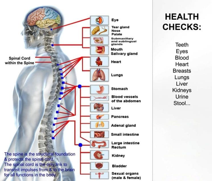 Ernährung, den Nervensystem an d'Wirbelsäule