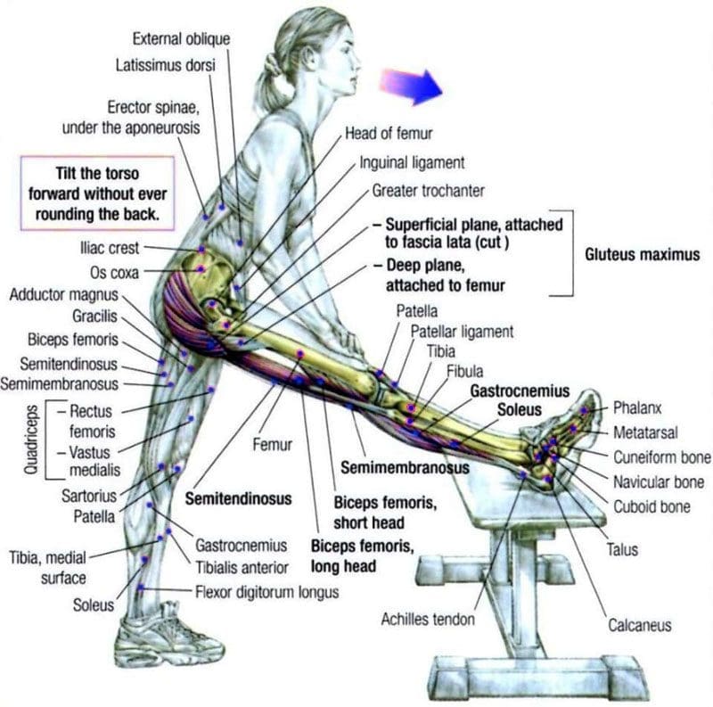 Body Stretching Fundamentals