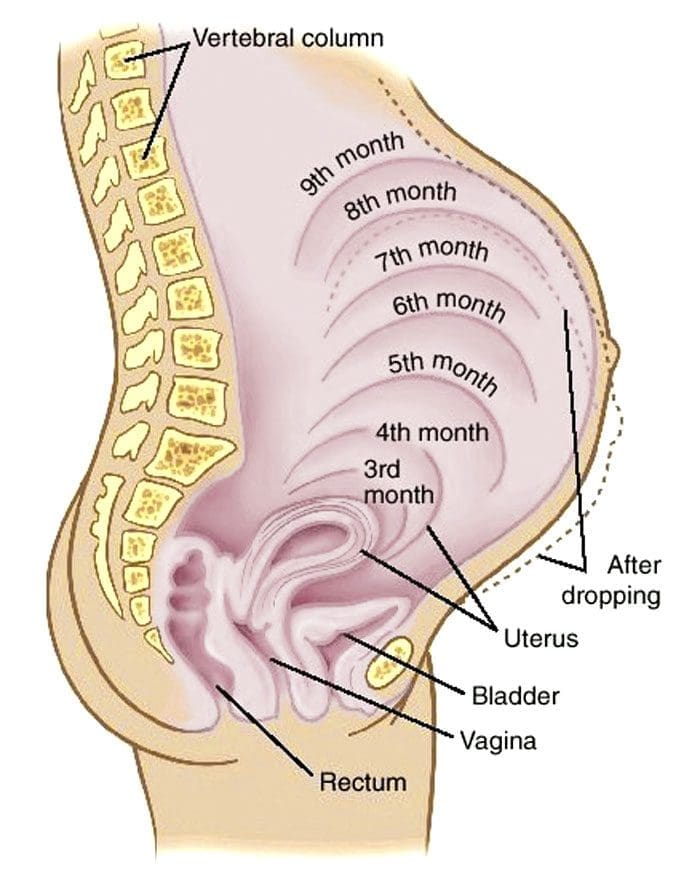 Mang thai và thần kinh cột sống