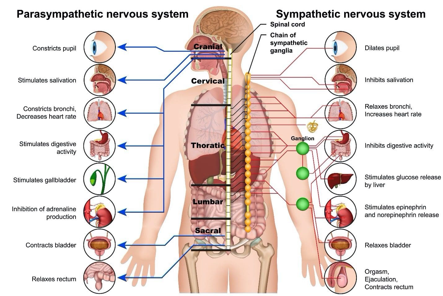 Keeping The Nervous System Strong: EP Chiropractic