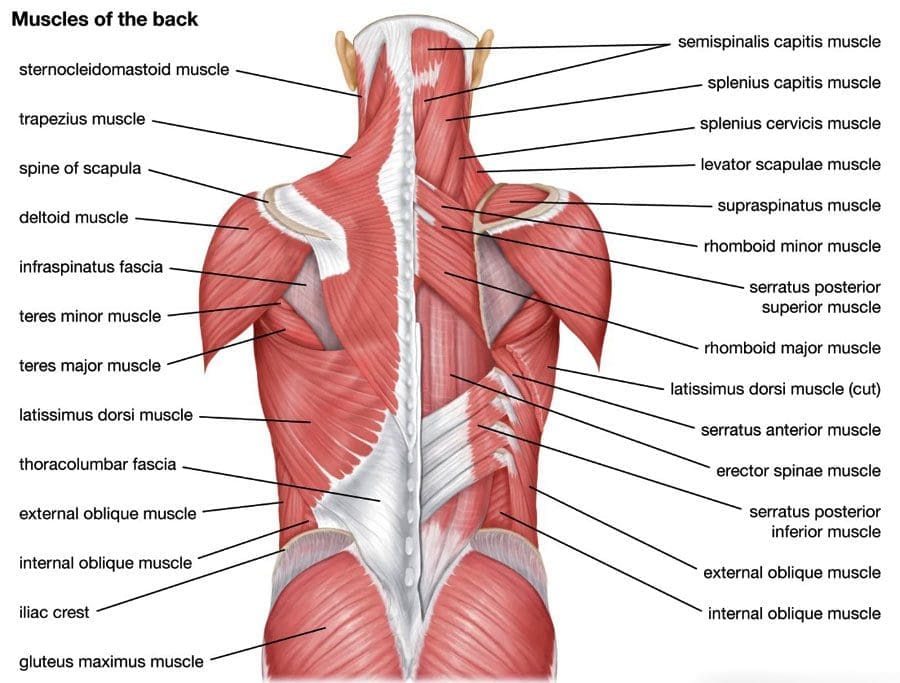 Mô liên kết cơ thể / Fascia: Đau thắt, đau và thần kinh cột sống