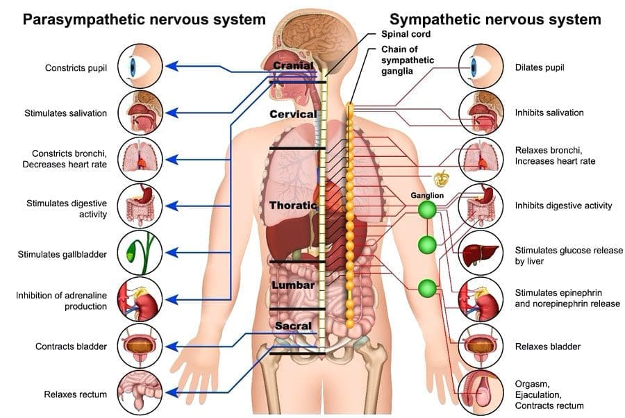 Parasympathetic Nervous System: Restoring Balance to the Body