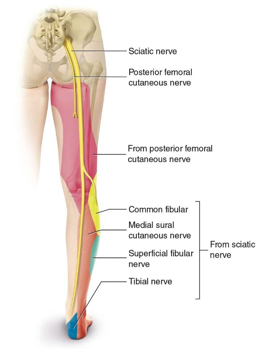 Sciatica Pain Can Radiate To The Knee: Injury Medical Chiropractic