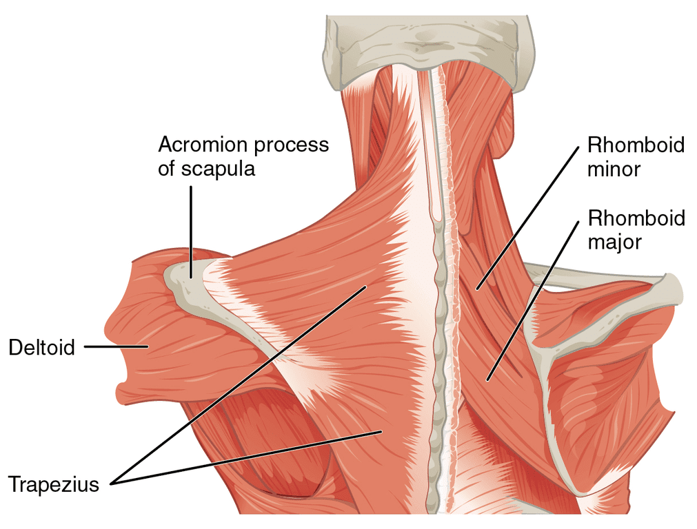 The Key Functions of Rhomboid Muscles in Upper Back Health
