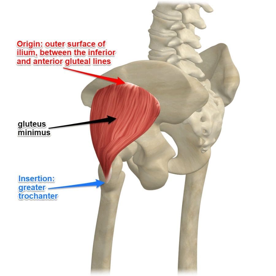 The Anatomy of the Gluteus Minimus Muscles