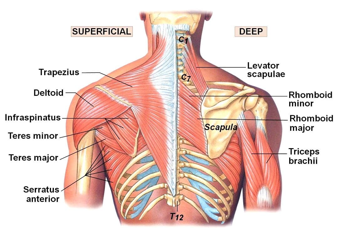 Pulled Back Muscles: EP's Chiropractic Team