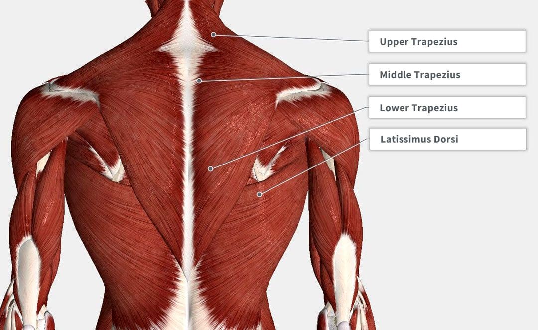 Neck Aches Caused by Tight Thoracic Mid-Back Muscles