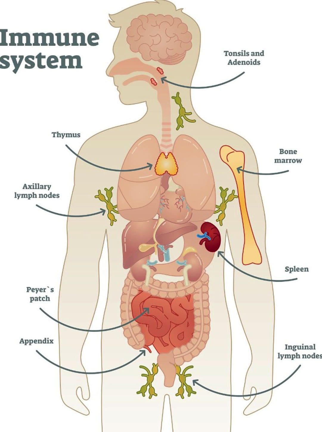 Weakened Immune System and Sickness: EP Chiropractic Team