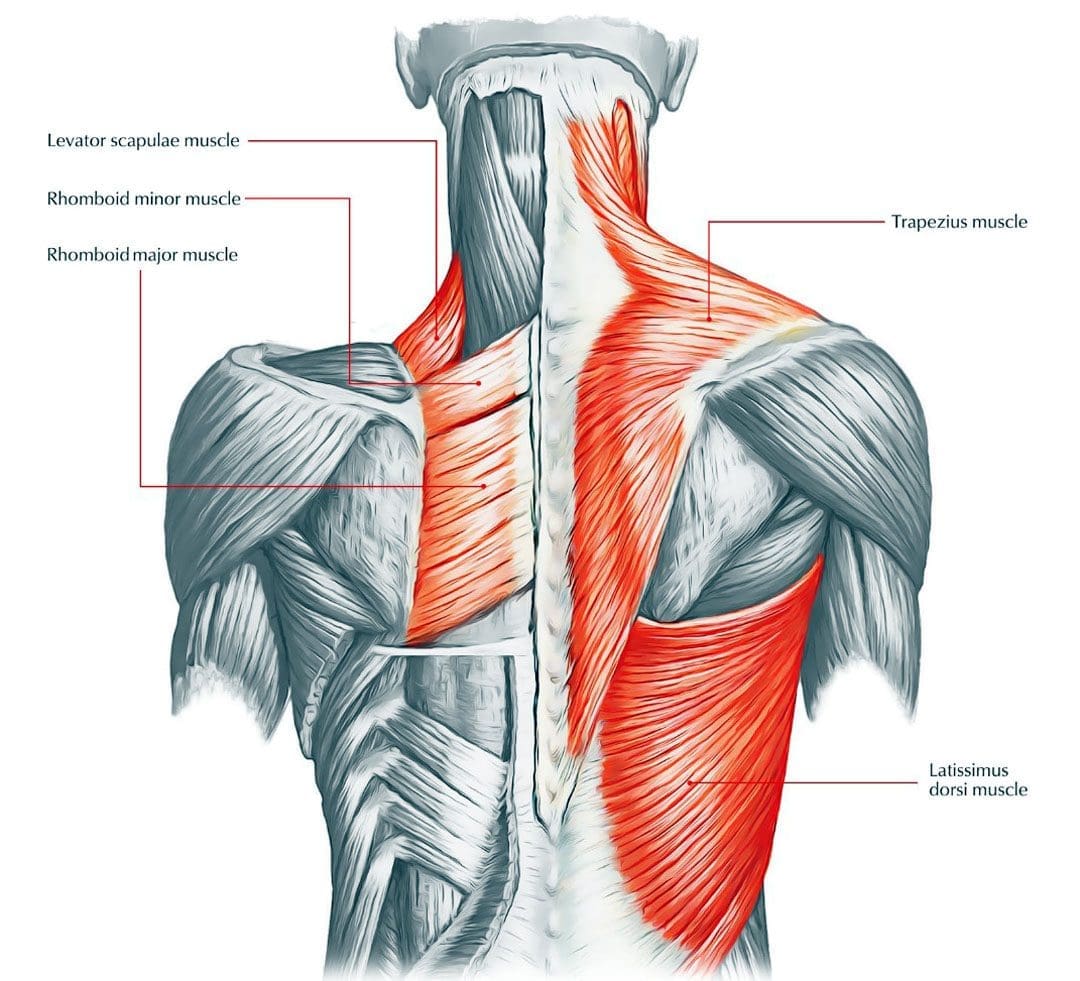 Músculos das costas tensos: equipe de bem-estar funcional da quiropraxia da EP
