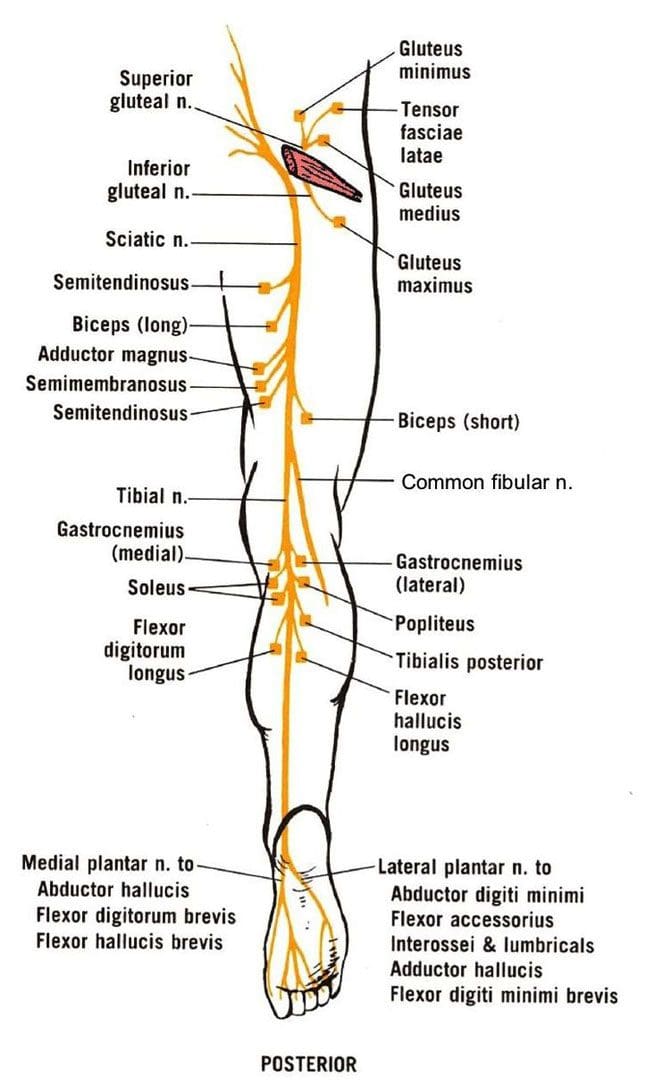 Sciatica Foot Symptoms: EP's Chiropractic Specialists