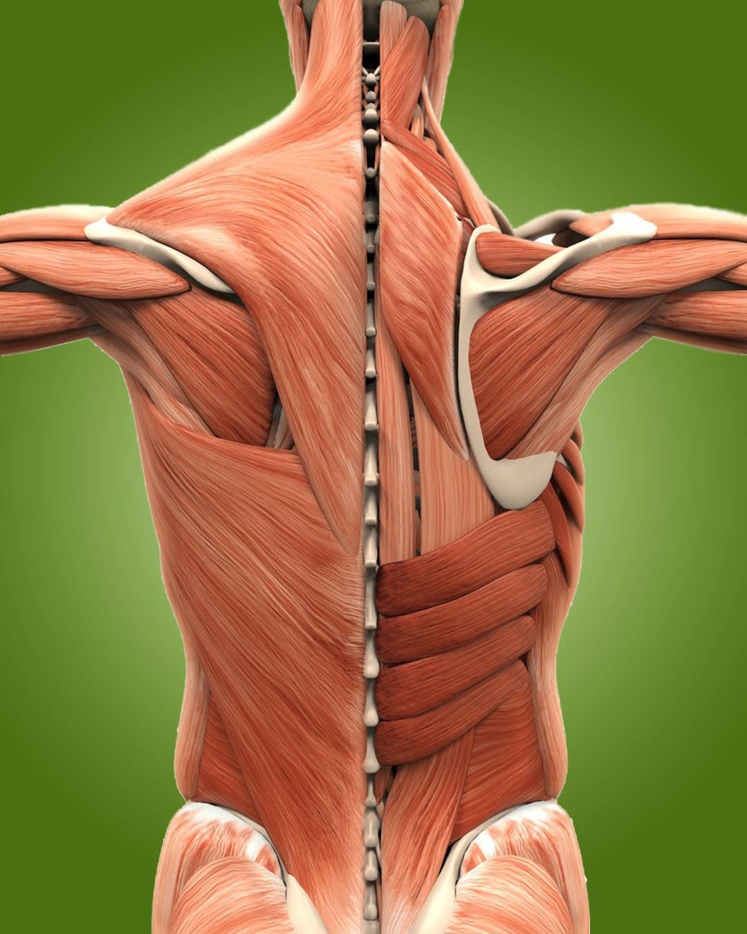 Anos de rigidez muscular nas costas: EP Chiropractic Injury Team