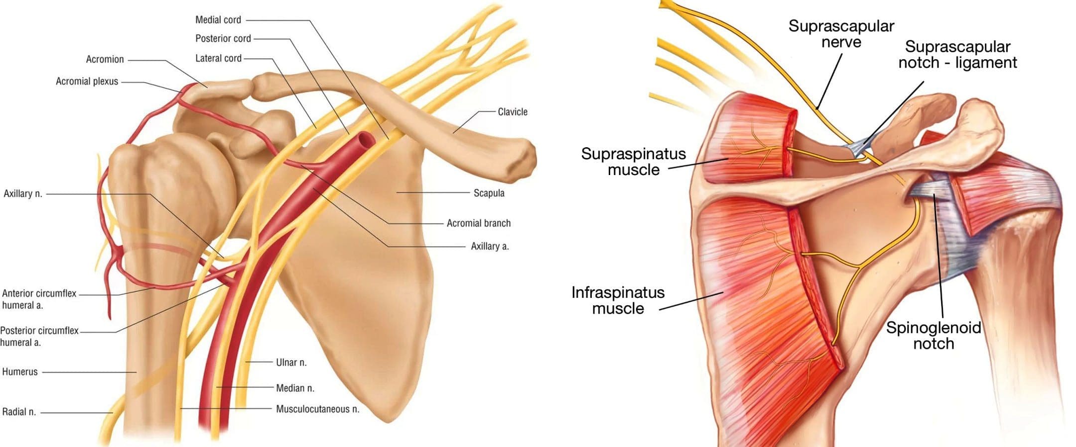 The Sources of Shoulder Nerve Pain and How to Treat It 