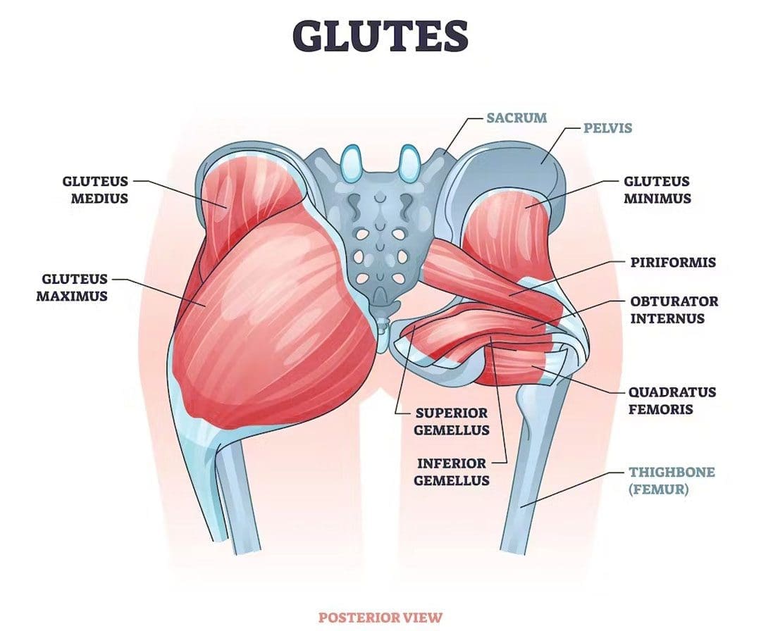 Glute Muscle Imbalance: EP's Chiropractic Team