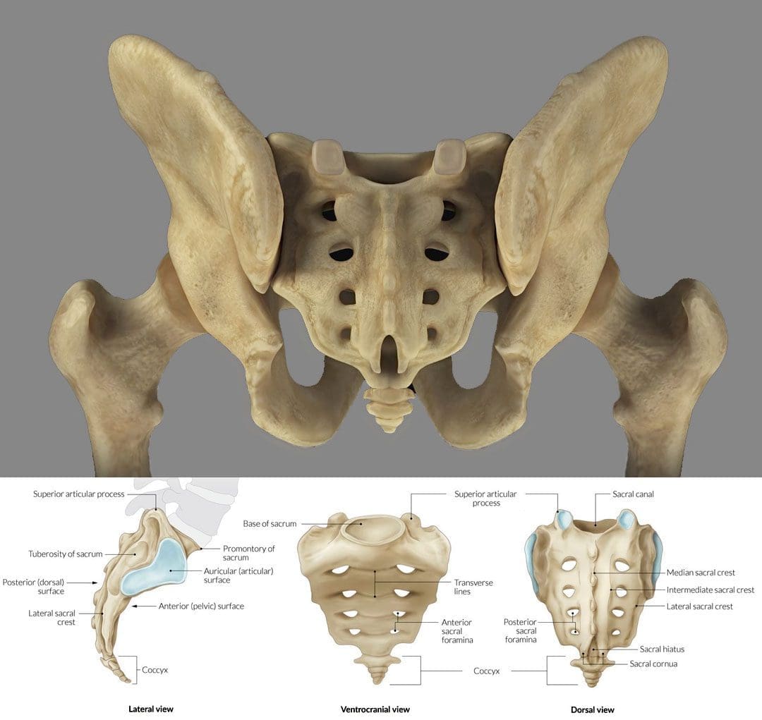 The Sacrum's Critical Role in Everyday Activities and Movements