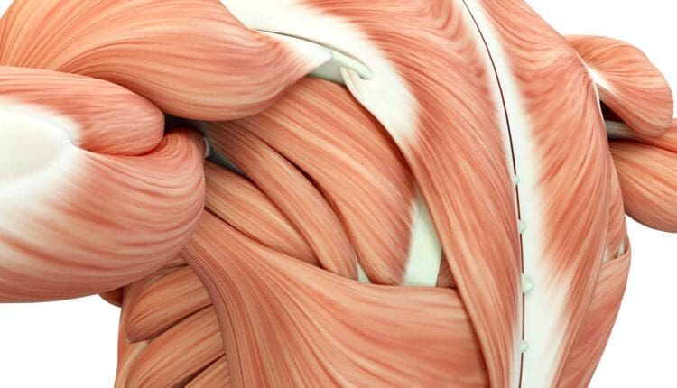 Length of Time Required for Muscle Soreness Relief