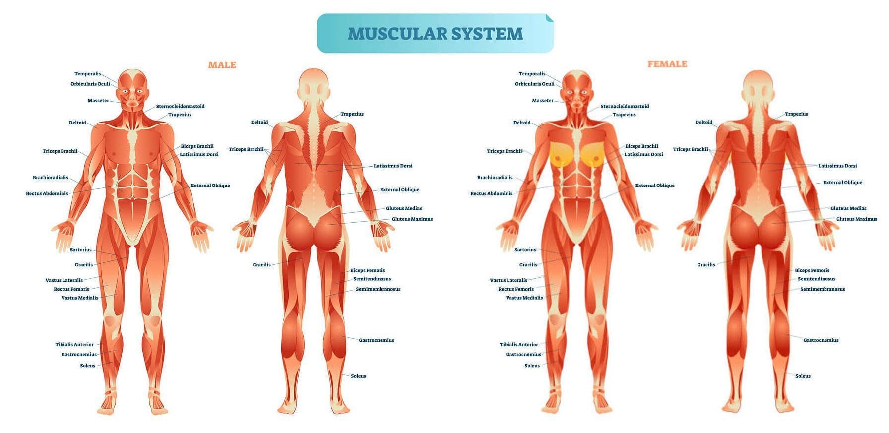 What Is Muscle Protein Synthesis? How to Increase Muscle Growth
