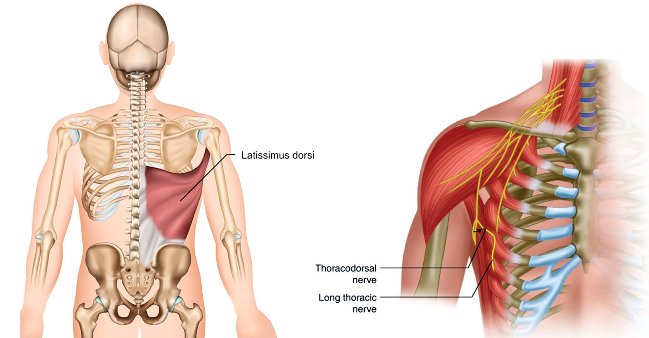 Thoracodorsal Nerve Injury: Anatomy & Symptoms Explained