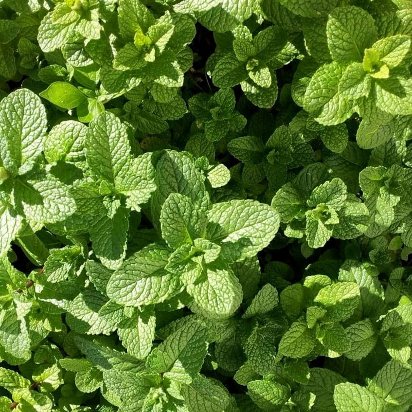 Unlock the Power of Peppermint: Natural Relief for Digestive Issues