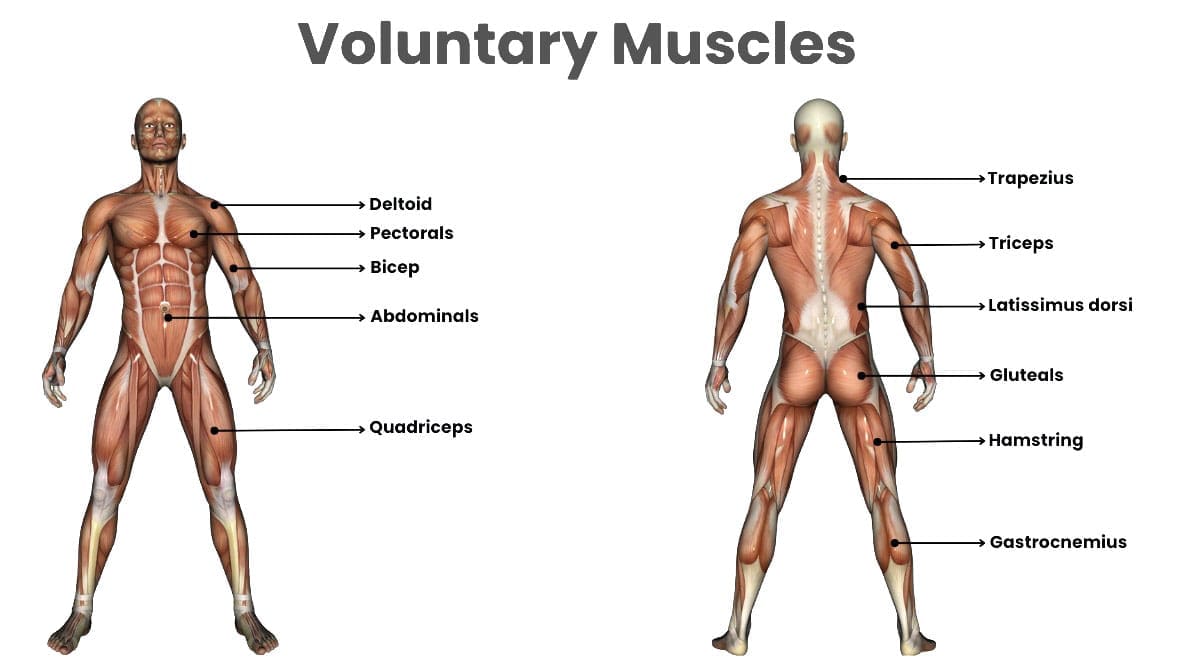 Voluntary Muscles: Controlling Movement and Function